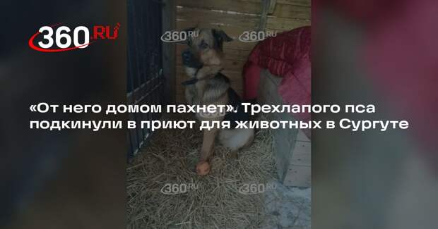 Неизвестные хозяева подбросили в приют Сургута трехлапого пса с вещами