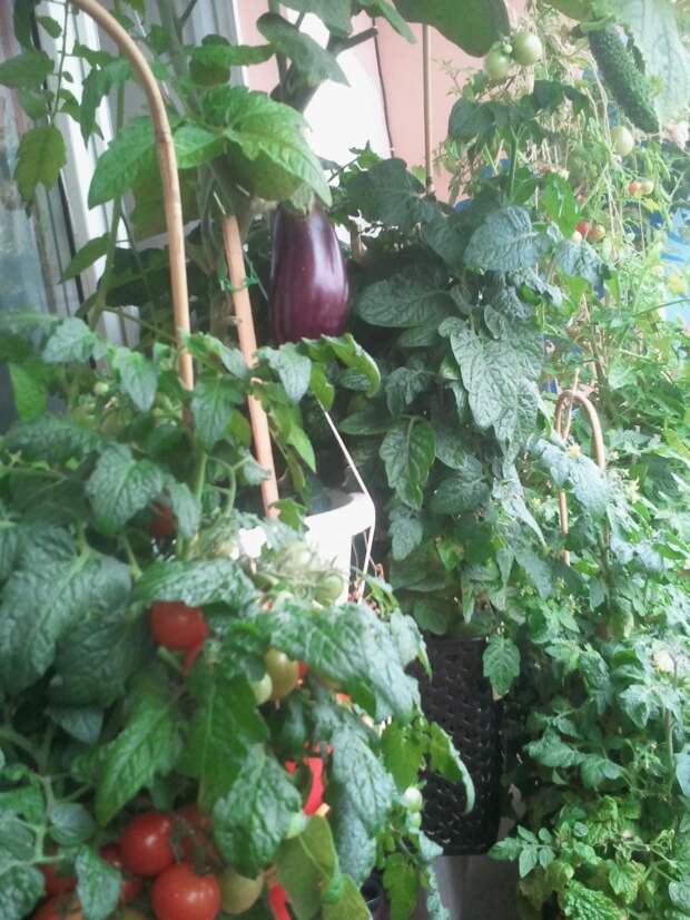 Мой балконный огород своими руками, сделай сам