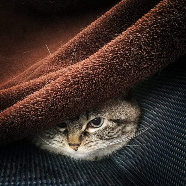 Кот-вампир Локи