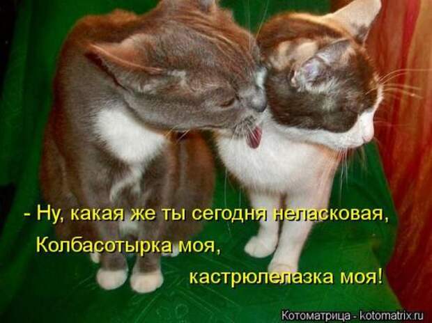 Котоматрицы(картинки с надписями)