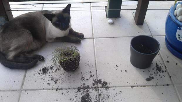 кошки которые хотели бы уничтожить этот мир