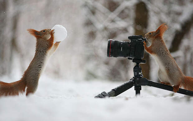 Милая фотосессия играющих белок