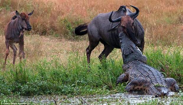бегемот и крокодил против гну, крокодил напал на антилопу гну, бегемот крокодил и гну