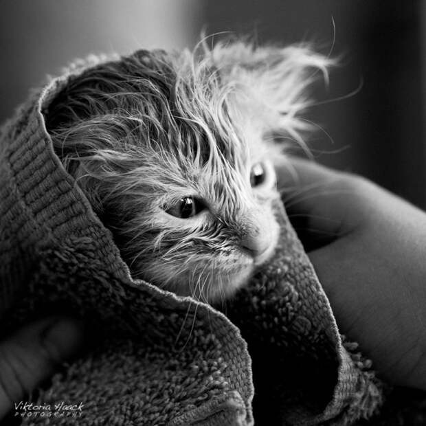 черно белые фотографии кошек (32)