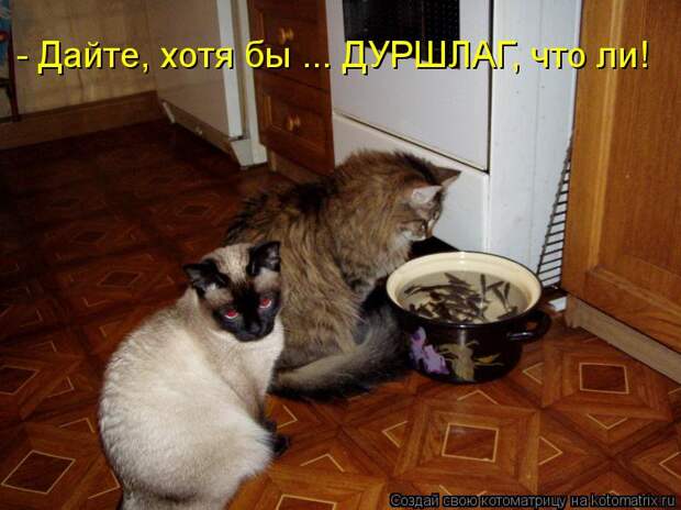 Котоматрица: - Дайте, хотя бы ... ДУРШЛАГ, что ли!