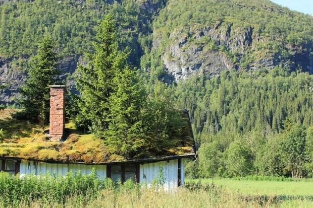 Хвойные деревья на заросшей травой крыше в Норвегии зелёные крыши, экологичный дом