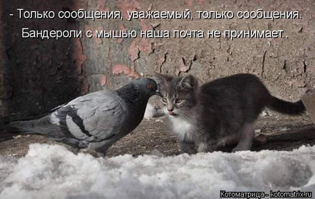 Котоматрица: - Только сообщения, уважаемый, только сообщения. Бандероли с мышью наша почта не принимает..