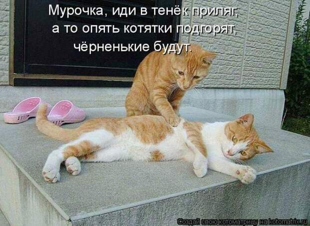 Прикольные котоматрицы Прикольные котоматрицы