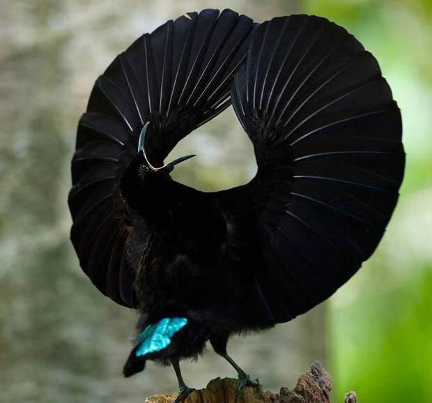 Райская птица. Ptiloris paradiseus.