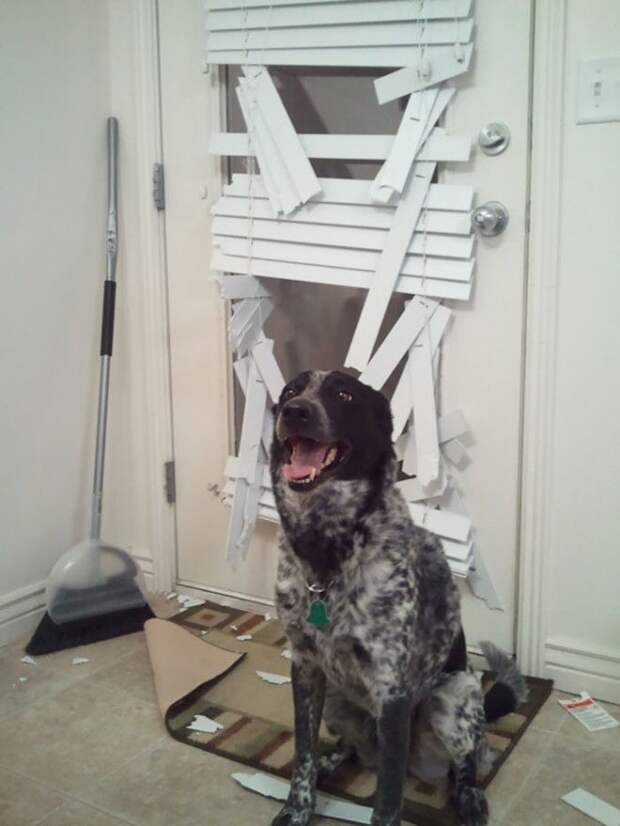 Сколько радости Сколько радости дом животные проступок шалость