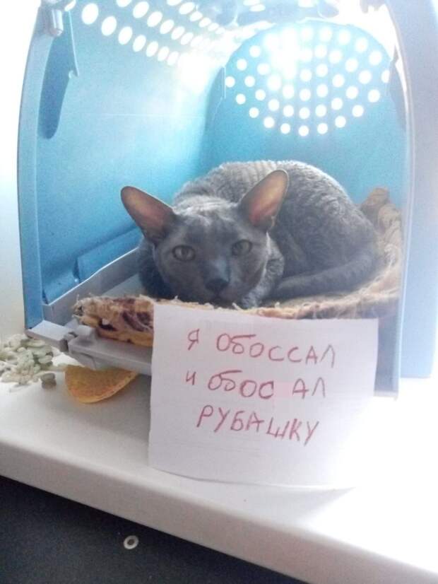 Пользователи рассказали, в чем провинились их коты (15 фото)