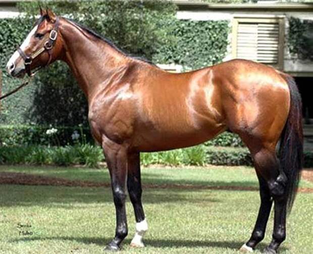 Жеребец чистокровной верховой Грин Манки, фото породы лошадей фотография