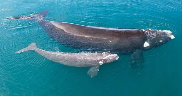 there are few southern right whales