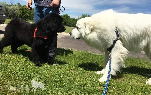 Great Pyrenees and Newfoundland puppy