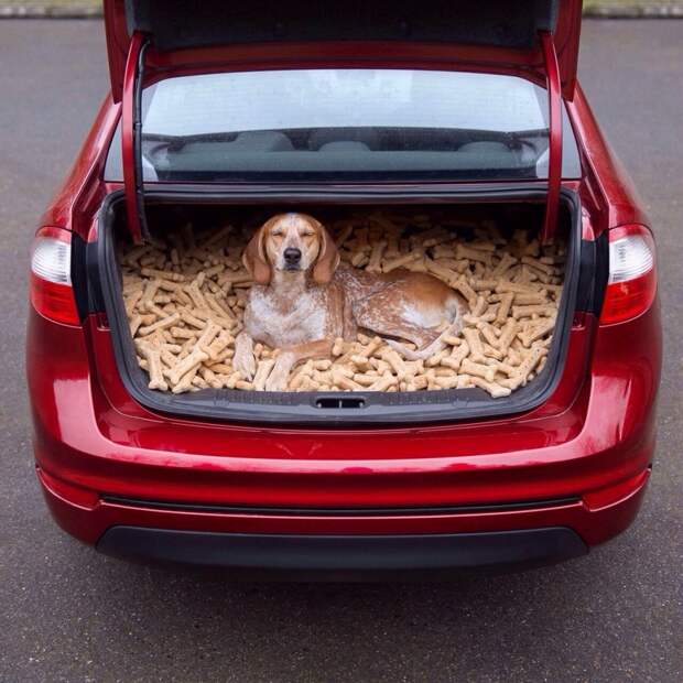 Фотоприколычи