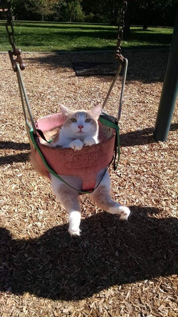 коты самые лучшие друзья (14)