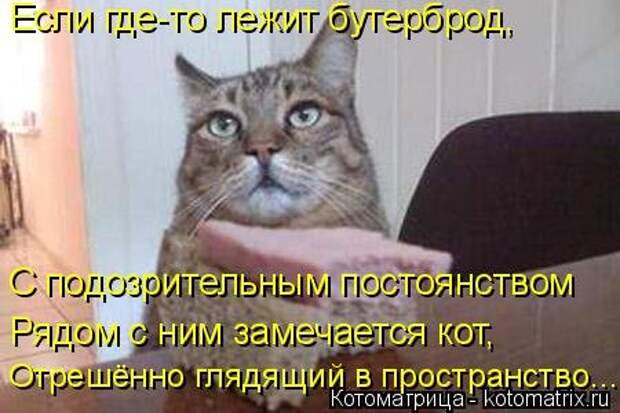 Свежая котоматрица для хорошего настроения (31 фото)