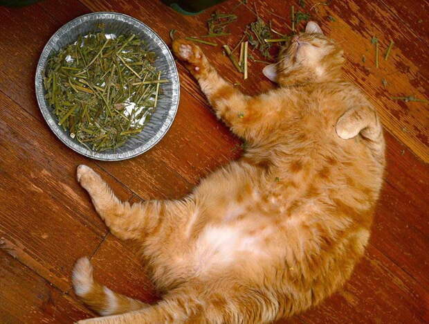 Забавные коты. часть 11 (25 фото)