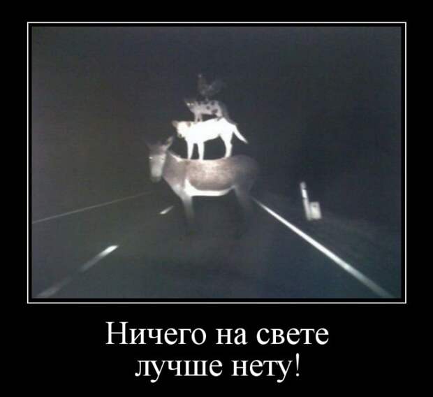 Ничего на свете лучше нету! демотиватор, юмор