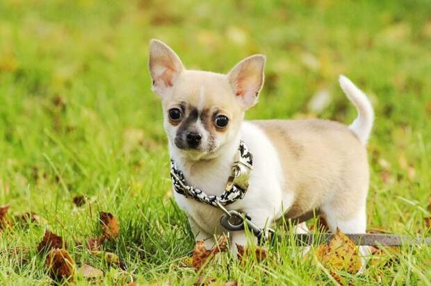 Комок ярости. /Фото: lapkins.ru.