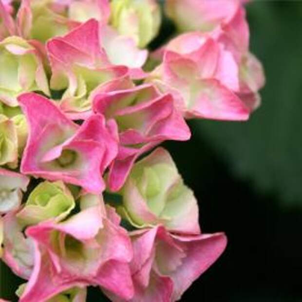 Гортензия крупнолистная (Hydrangea macrophylla)