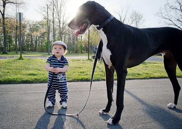 ребенок и собака 