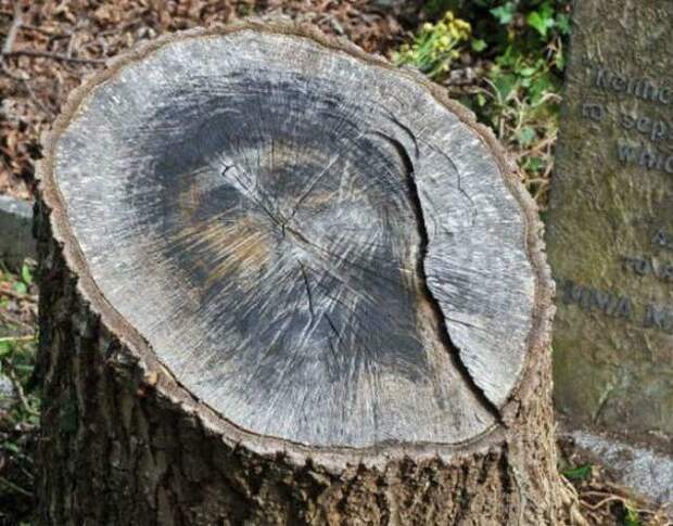 Эти глаза напротив ...