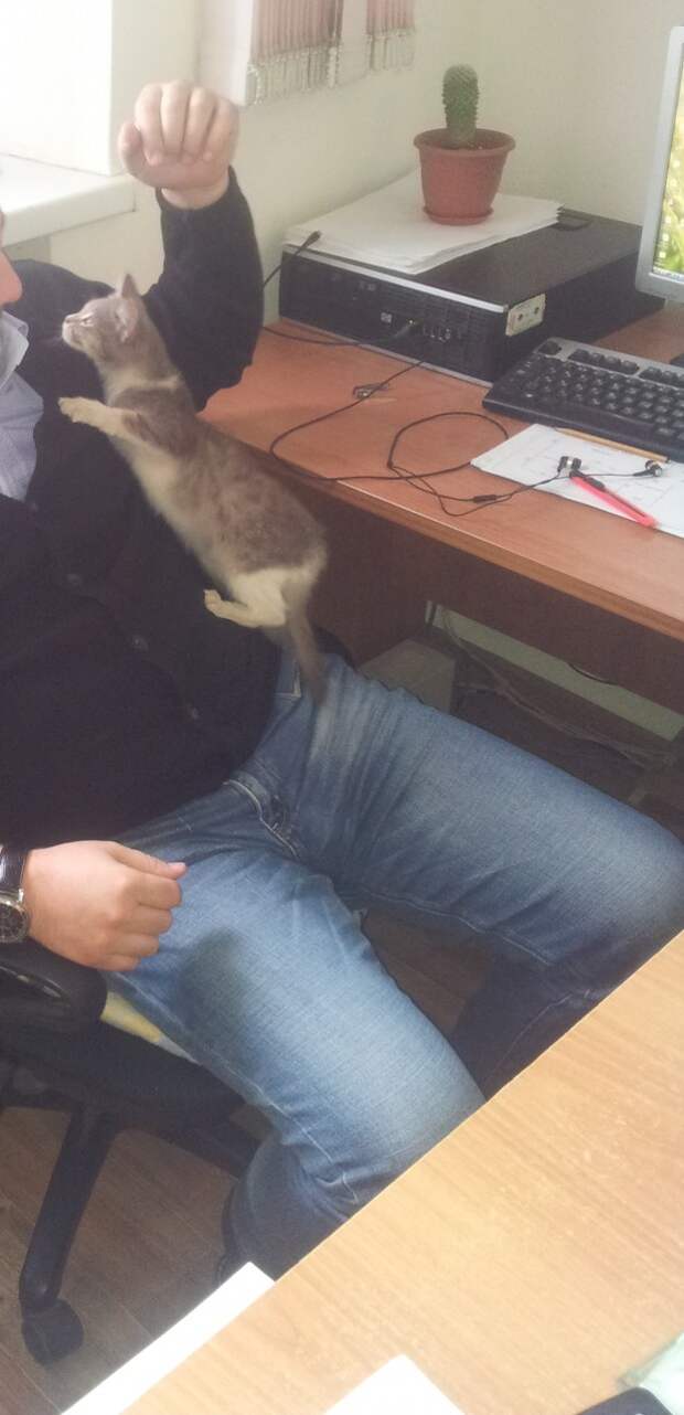 Неожиданный гость Неожиданный гость гость, котенок