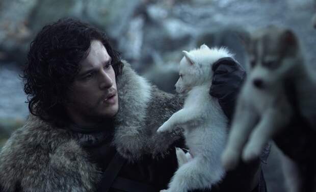 Where You Can Get Your Very Own “Direwolf”