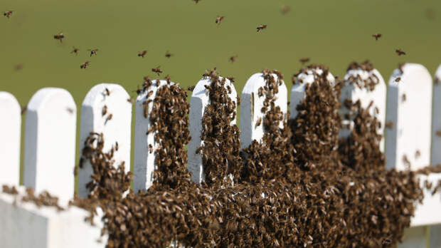 «Мегаполис» под могилами: на старинном кладбище обнаружили колонию из миллионов пчел