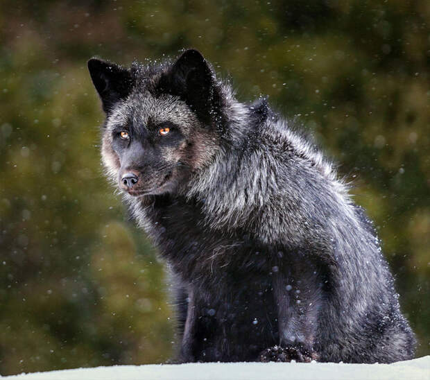 black-silver-fox-16