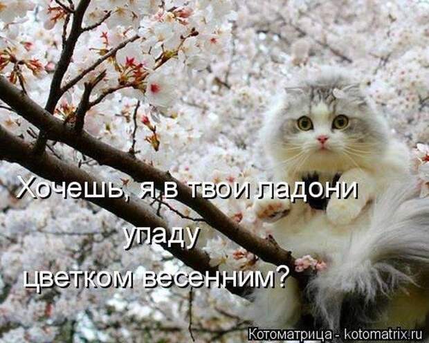 Прикольные котоматрицы Прикольные котоматрицы