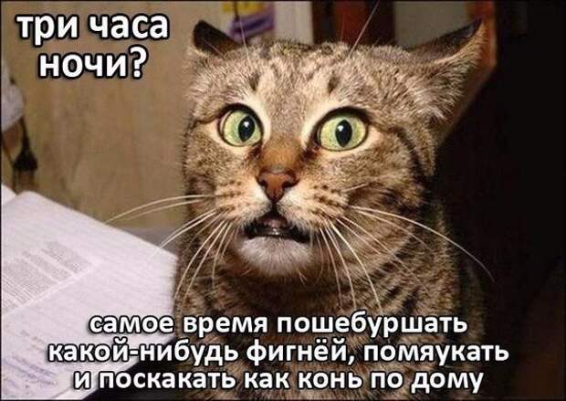 Смешные картинки с надписями прикол, юмор