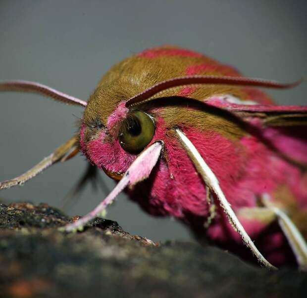 http://macroid.ru/_data/medium/84/0407-DSC07938.jpg