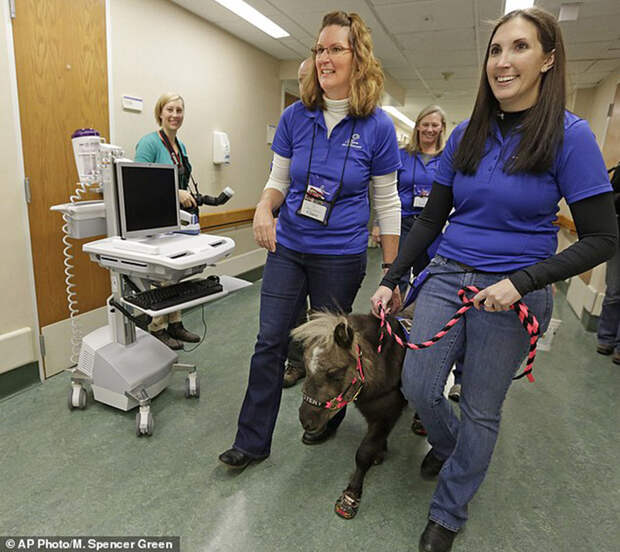 In this Nov. 13, 2014 photo, staff and volunteers from 'Mane in Heaven' escort Mystery, one of two miniature horses to patients rooms during a visit to the pediatric unit at Rush University Medical Center in Chicago. Mystery and Lunar, small as big dogs, are equines on a medical mission, to offer comfort care and distraction therapy for ailing patients. It is a role often taken on by dogs in health-care settings _ animal therapy, according to studies and anecdotal reports, may benefit health, perhaps even speeding healing and recovery. (AP Photo/M. Spencer Green)