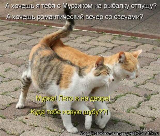 Новая котоматрица на Бугаге (32 фото)