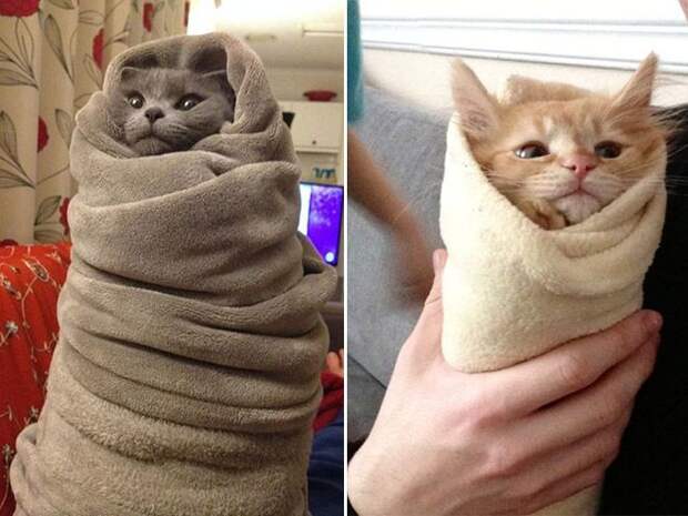 Кошачья шаурма кот, шаурма, юмор