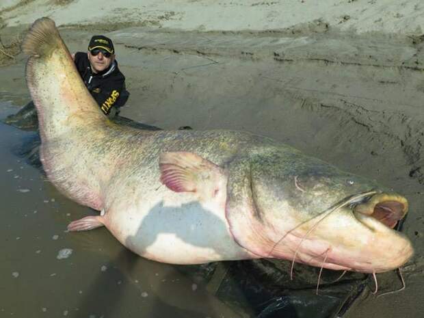 13. Поймали одного из крупнейших сомов Европы: длина рыбы 2 метра 70 сантиметров, вес 127 килограммов Прикольные фото, животные, чудеса
