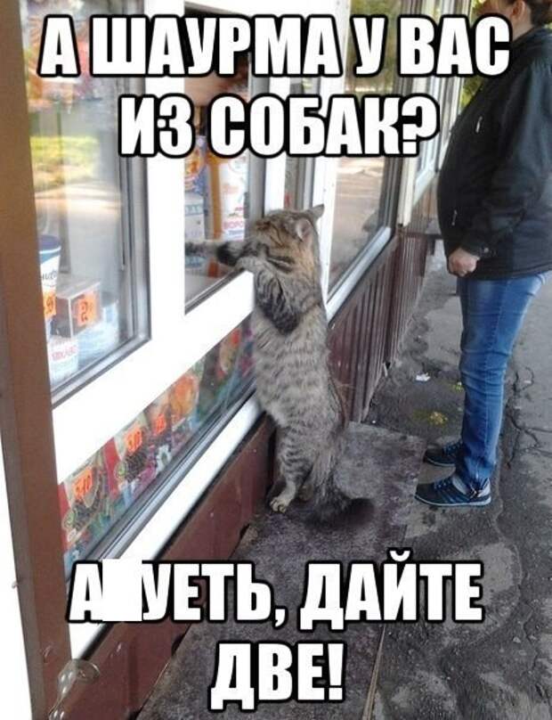 Смешные картинки с надписями прикол, юмор