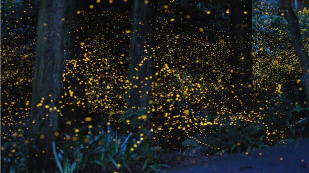 Лес светлячков в Японии. земля, красота, пейзаж, планета