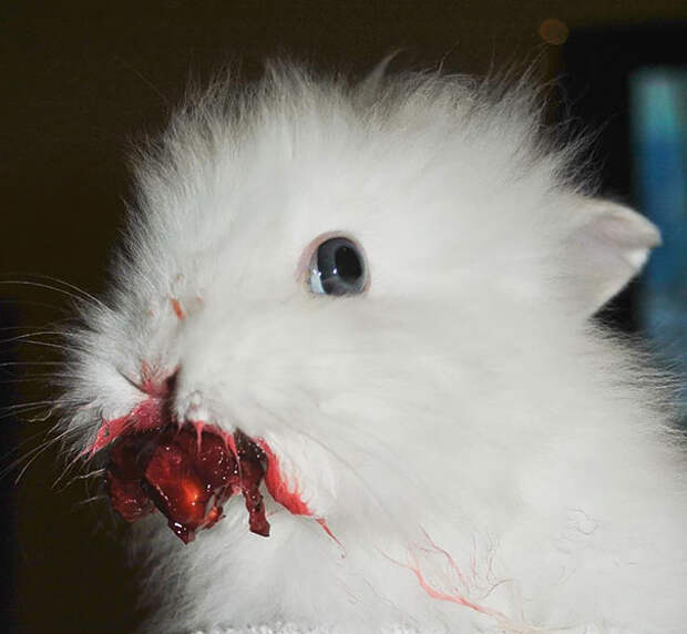 funny-animals-eating-11__605