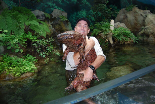 22. Китайская исполинская саламандра (Chinese giant salamander) животные, факты