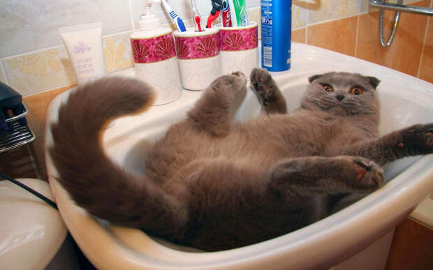 Картинки по запросу фото кот в раковине