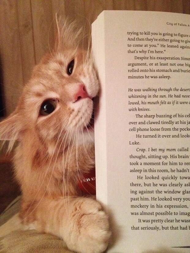 кошка мешает читать