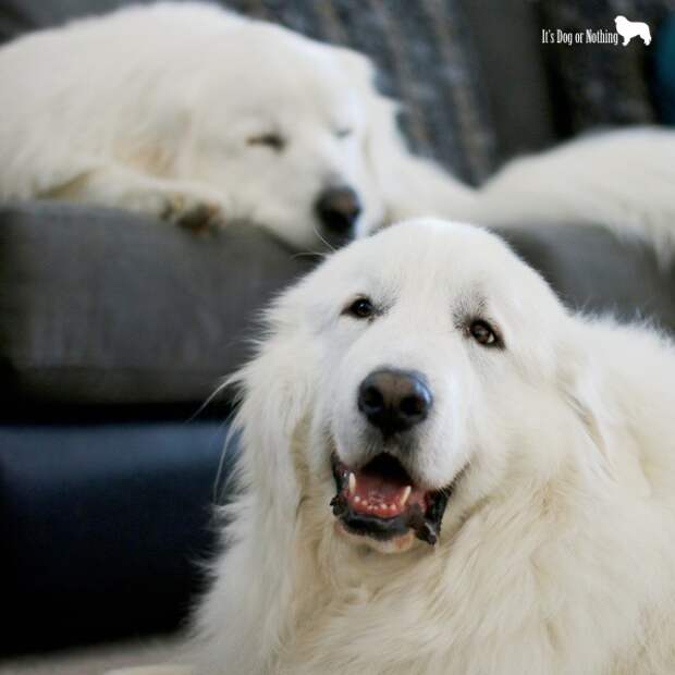 Great Pyrenees