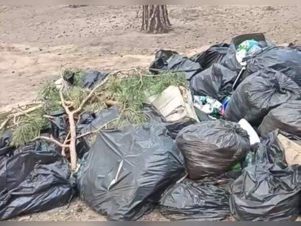 Мешки с мусором заметили в лесу Читы