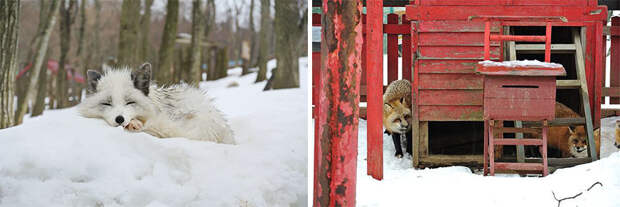FoxVillage13 Самое мимимишное место на земле — японская деревня лис