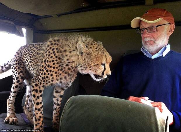Дикий гепард запрыгнул на заднее сидение джипа, заставив ирландского туриста Мики МакКолдина потерять дар речи, во время сафари в заповеднике Масаи-Мара в Кении.