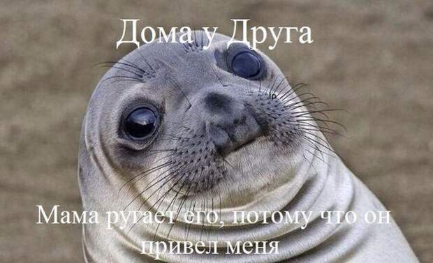 Смешные картинки с подписями катинки, прикол, юмор