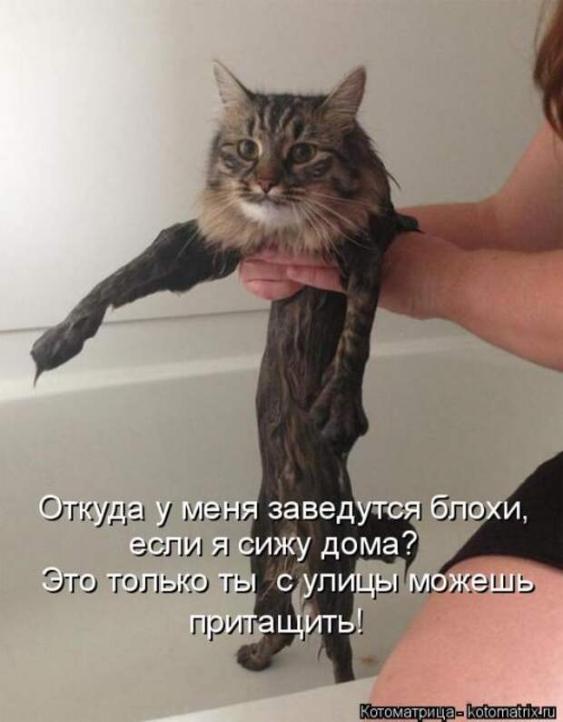 Котоматрица на Бугаге (34 фото)